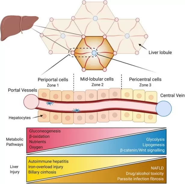 Spatial Zonation and Metabolic Pathways in the Liver Lobule Spatial Zonation and Metabolic Pathways in the Liver Lobule